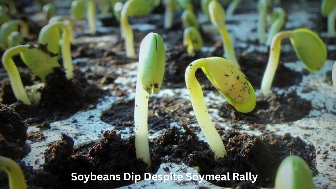 Soybeans Dip Despite Soymeal Rally