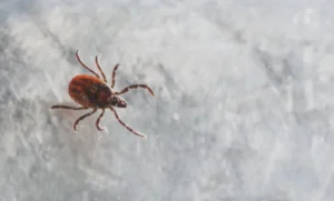 Tick-Borne Disease Outbreak: Officials Issue Critical Warning as Cases Surge in Several States-lattestnews24