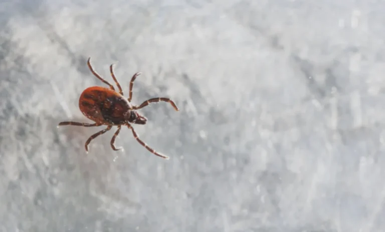 Tick-Borne Disease Outbreak: Officials Issue Critical Warning as Cases Surge in Several States-lattestnews24