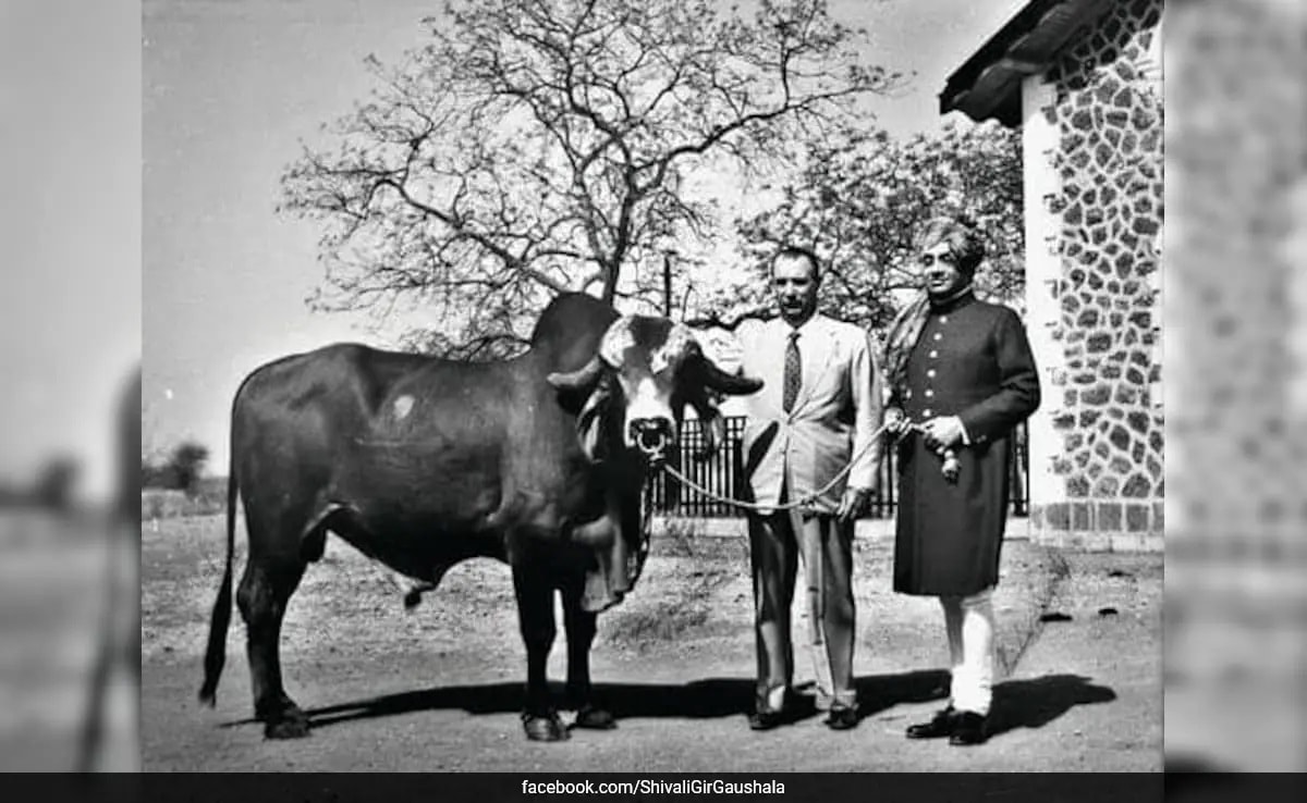 'Krishna's blood is running in the cows of Brazil, understand how such a big milk industry was created from the gift of Maharaja of Bhavnagar?