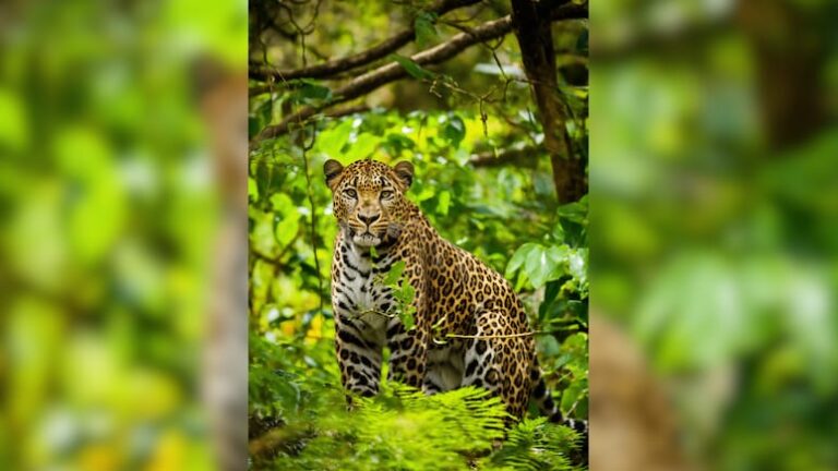 Udaipur: Leopard took away the temple priest, sixth incident in 10 days