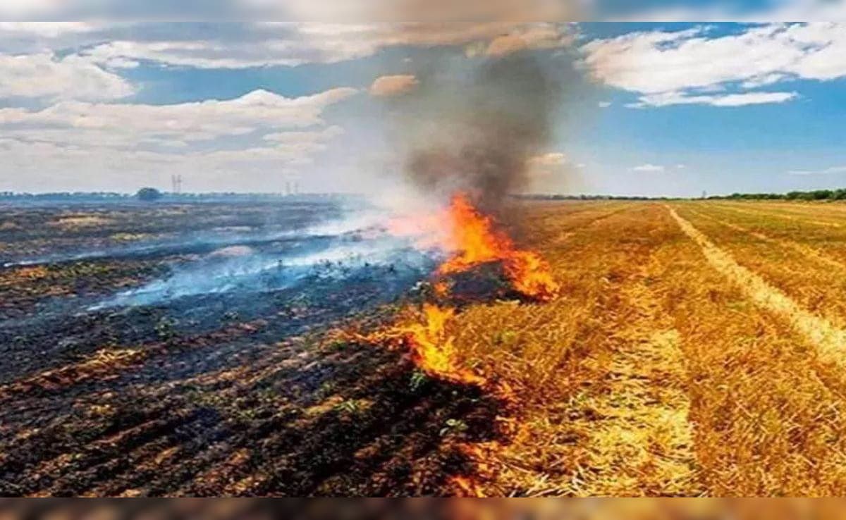 Haryana government strict on stubble burning, suspended 24 employees