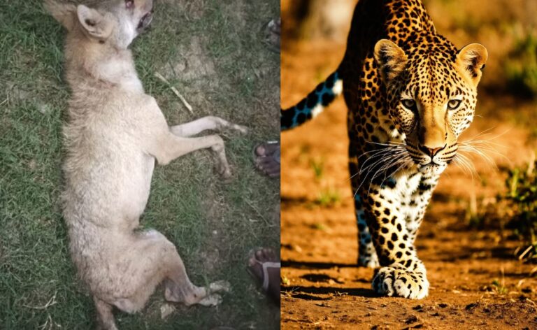 UP: Leopard hunted a child in Lakhimpur and wolf attacked again in Bahraich.