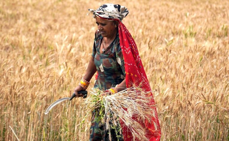 Modi government gave a new gift to farmers, increased the support price of 6 Rabi crops, MSP of wheat fixed at Rs 2425 per quintal.