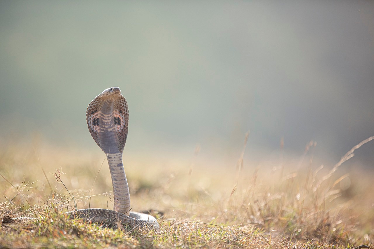 Tamil Nadu government declared snake bite as 'notifiable disease', now hospitals will have to maintain data